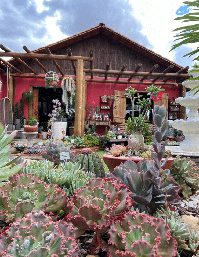 viveiro pe de flor suculentas