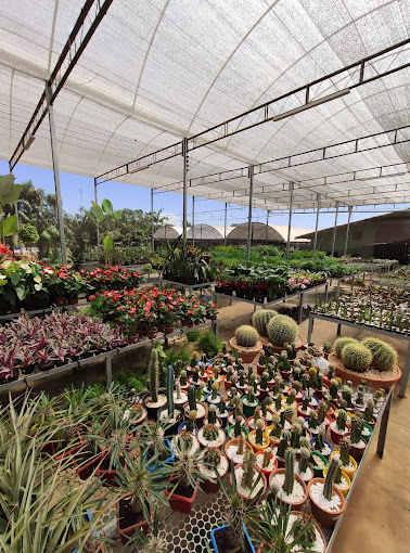 viveiro goias em Goiânia